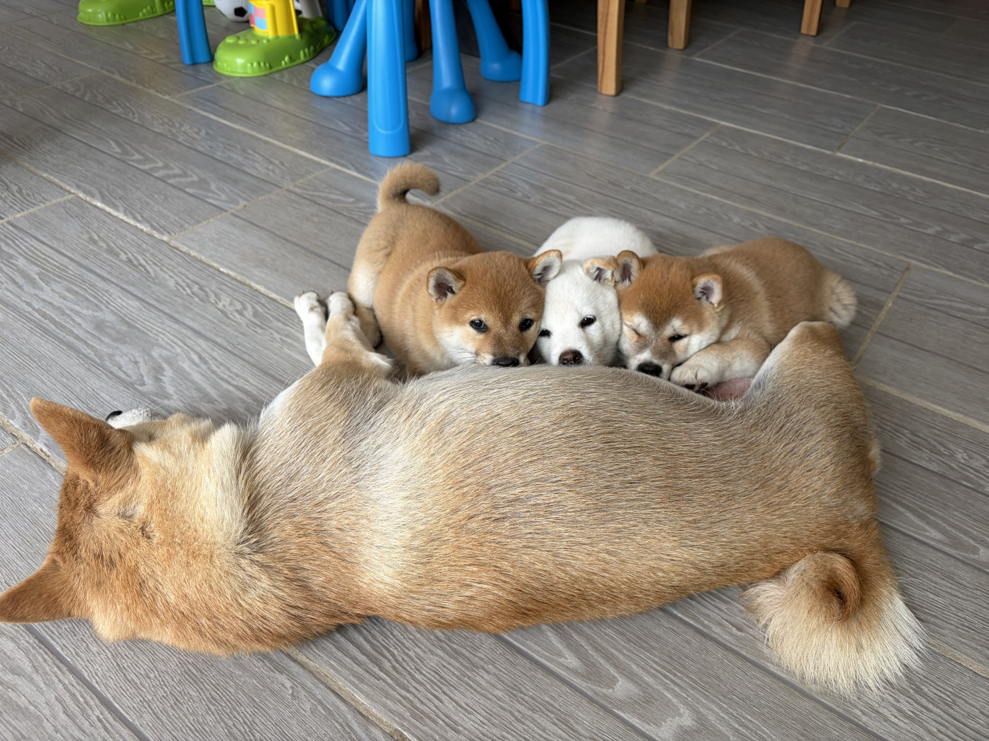 Chiot Shiba Laureline Maillet