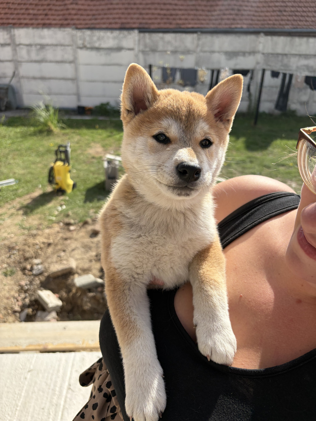Laureline Maillet - Chiots disponibles - Shiba